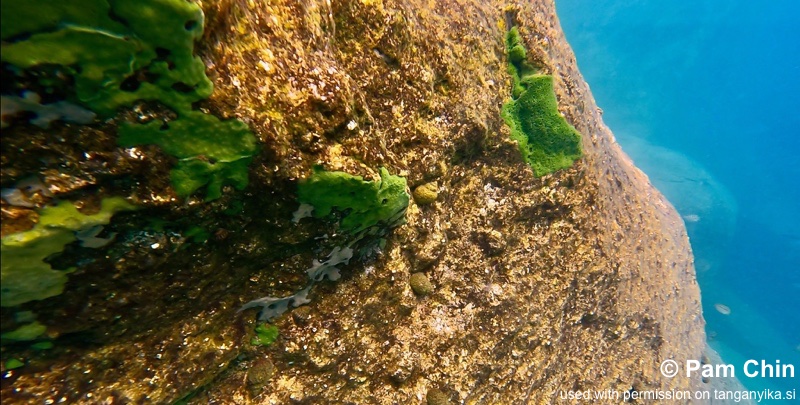 Izinga Island 04